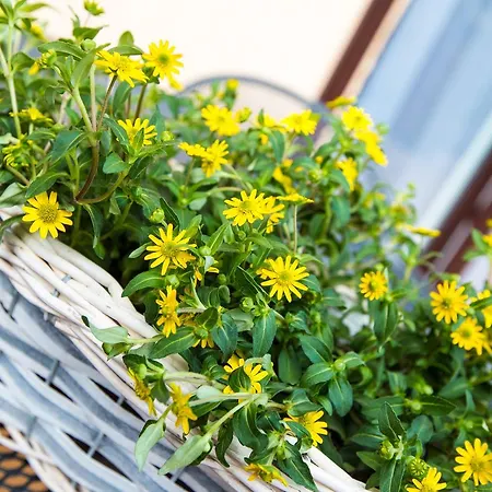 Savona Bed and Breakfast